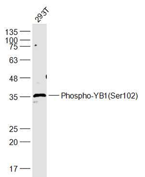 Phospho-YB1 (Ser102) Rabbit Polyclonal Antibody