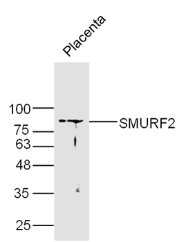 SMURF2 Rabbit Polyclonal Antibody