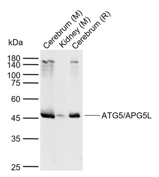 APG5L antibody