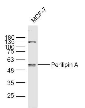 Perilipin A Rabbit Polyclonal Antibody
