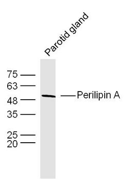Perilipin A Rabbit Polyclonal Antibody