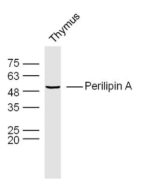 Perilipin A Rabbit Polyclonal Antibody