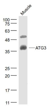 ATG3 Rabbit Polyclonal Antibody