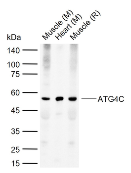 ATG4C Rabbit Polyclonal Antibody