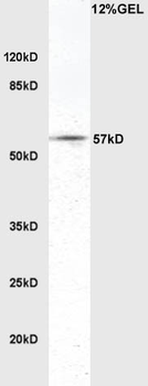 ATG13 Rabbit Polyclonal Antibody