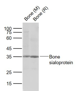 Bone sialoprotein Rabbit Polyclonal Antibody