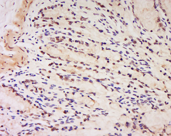 Phospho-HDAC3 (Ser424) Rabbit Polyclonal Antibody