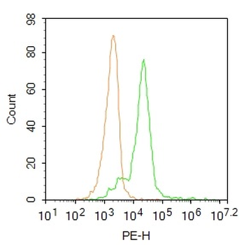 Legumain Rabbit Polyclonal Antibody