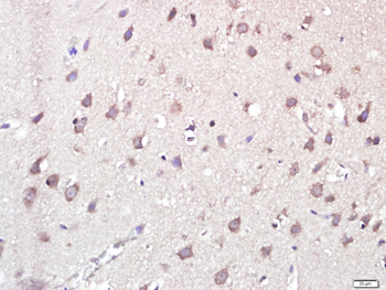 Phospho-Caspase-9 (Thr125) Rabbit Polyclonal Antibody