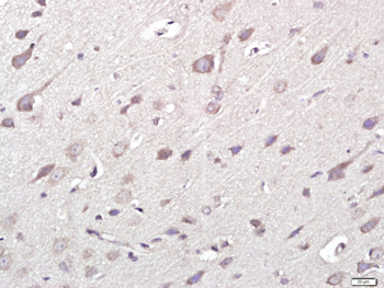 Phospho-Caspase-9 (Thr125) Rabbit Polyclonal Antibody
