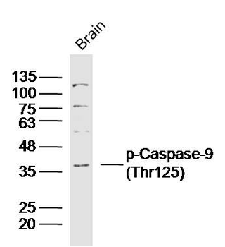 Phospho-Caspase-9 (Thr125) Rabbit Polyclonal Antibody
