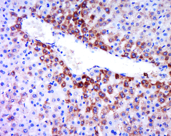 Phospho-Beta Catenin (Thr41 + Ser45) Rabbit Polyclonal Antibody