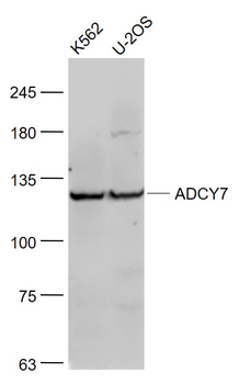 ADCY7 Rabbit Polyclonal Antibody