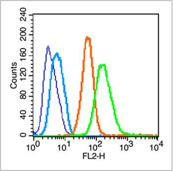 CD44v4 Rabbit Polyclonal Antibody