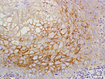 CD44v5 Rabbit Polyclonal Antibody