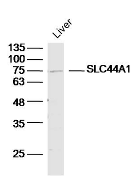 SLC44A1 Rabbit Polyclonal Antibody