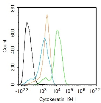 Cytokeratin 19 Rabbit Polyclonal Antibody