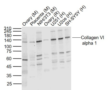 Collagen VI alpha 1 Rabbit Polyclonal Antibody