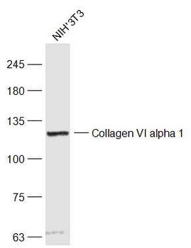 Collagen VI alpha 1 Rabbit Polyclonal Antibody