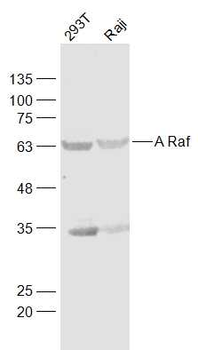 A Raf Rabbit Polyclonal Antibody