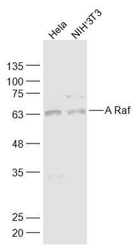A Raf Rabbit Polyclonal Antibody