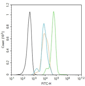 C-REL Rabbit Polyclonal Antibody