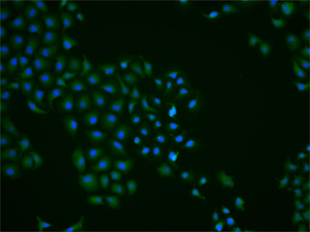 C-REL Rabbit Polyclonal Antibody