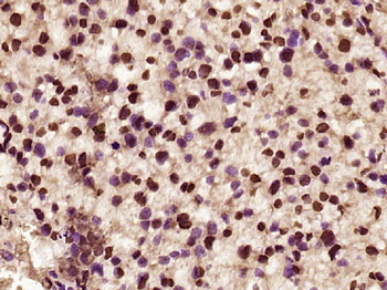 C-REL Rabbit Polyclonal Antibody