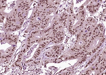 Cyclin B1 (phospho-Ser126) antibody