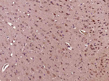 CCNG2 Rabbit Polyclonal Antibody