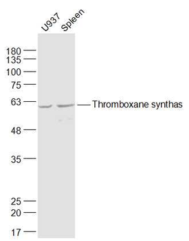 Thromboxane synthase Rabbit Polyclonal Antibody