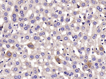 CYP2C9 Rabbit Polyclonal Antibody