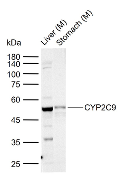 CYP2C9 Rabbit Polyclonal Antibody