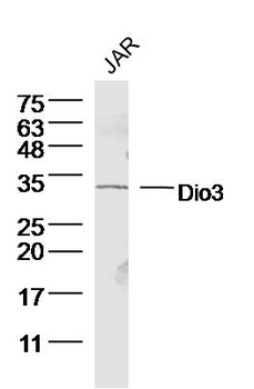 Dio3 Rabbit Polyclonal Antibody