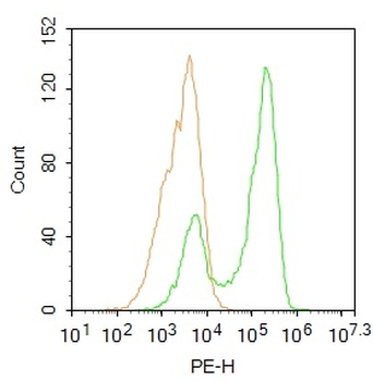 Phospho-FOXO1 + FOXO3 + FOXO4 (phospho T24 + T32) Rabbit Polyclonal Antibody