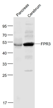 FPR3 Rabbit Polyclonal Antibody