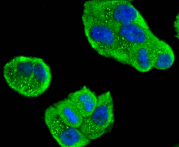 MEKK3 Recombinant Rabbit Monoclonal Antibody