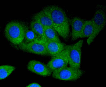 MEKK3 Recombinant Rabbit Monoclonal Antibody
