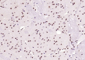 RNF105 antibody