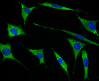 GEF H1 Recombinant Rabbit Monoclonal Antibody