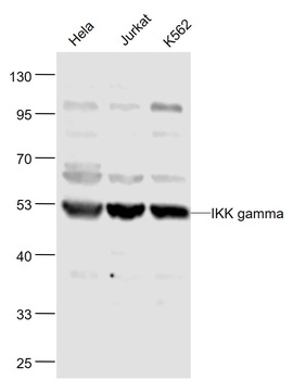 IKK Gamma antibody
