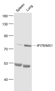 MX1 Rabbit Polyclonal Antibody