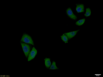 Phospho-Bcl-xL (Ser62) Rabbit Polyclonal Antibody