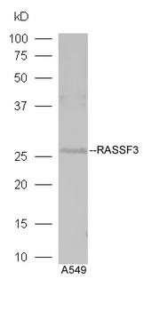 RASSF3 Rabbit Polyclonal Antibody