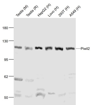 Piwil2 antibody