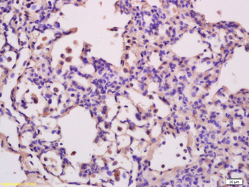 G protein beta 4 Rabbit Polyclonal Antibody