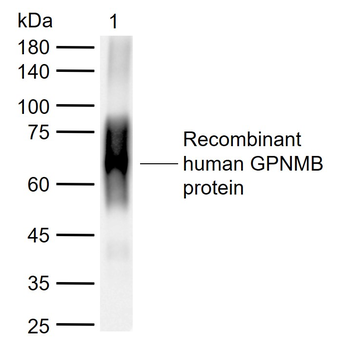 GPNMB Rabbit Polyclonal Antibody
