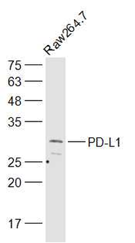 PD-L1 Rabbit Polyclonal Antibody