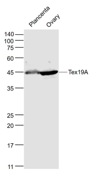 Tex19A Rabbit Polyclonal Antibody