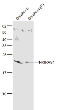 NKIRAS1 Rabbit Polyclonal Antibody